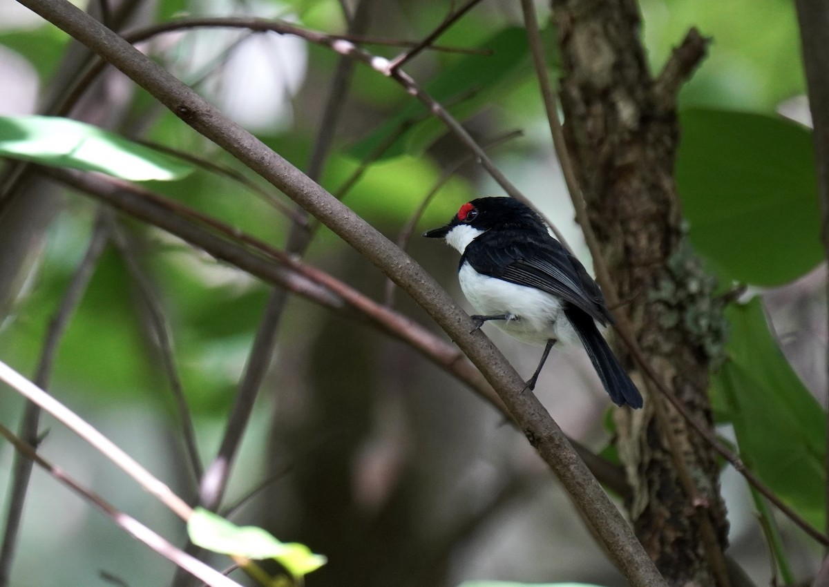 Black-throated Wattle-eye - ML628859800