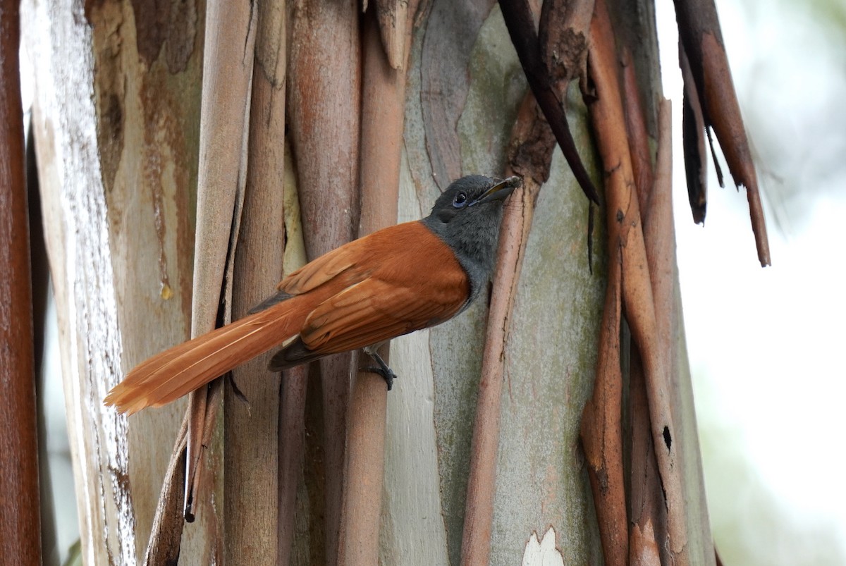 African Paradise-Flycatcher - ML628859826