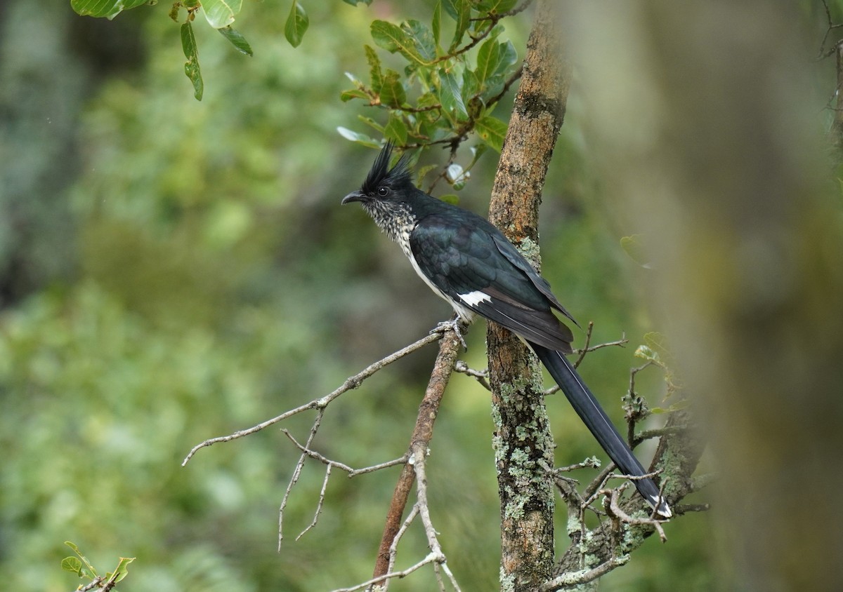 Levaillant's Cuckoo - ML628859897