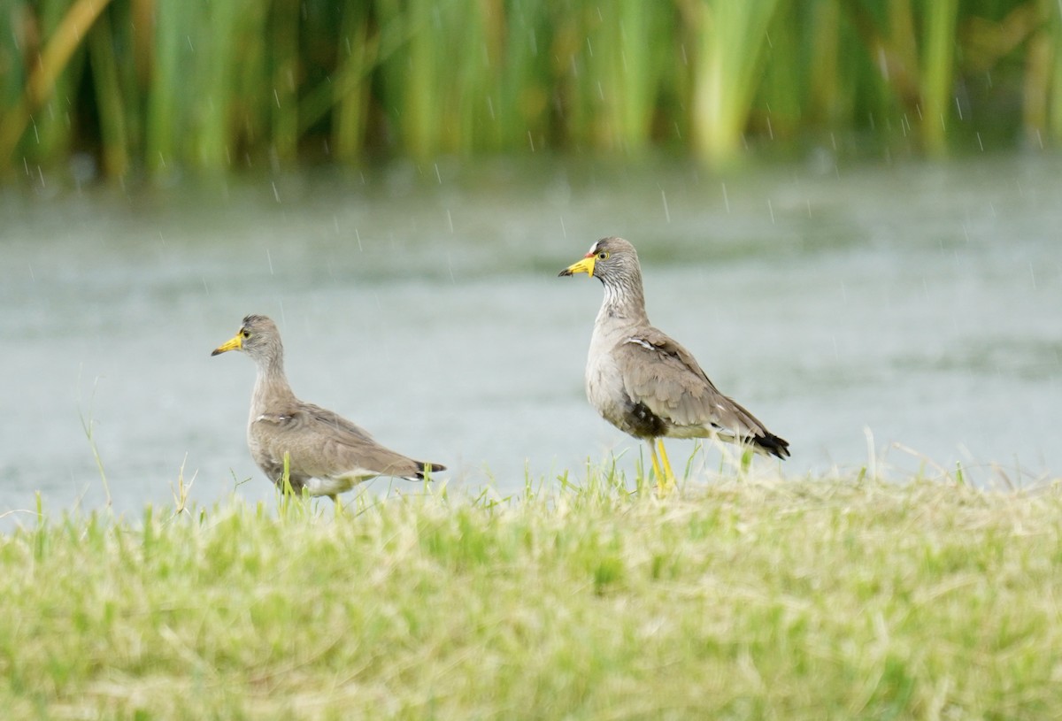 Wattled Lapwing - ML628859900