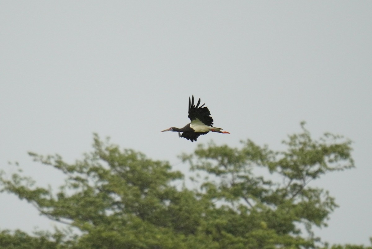 Abdim's Stork - ML628859906