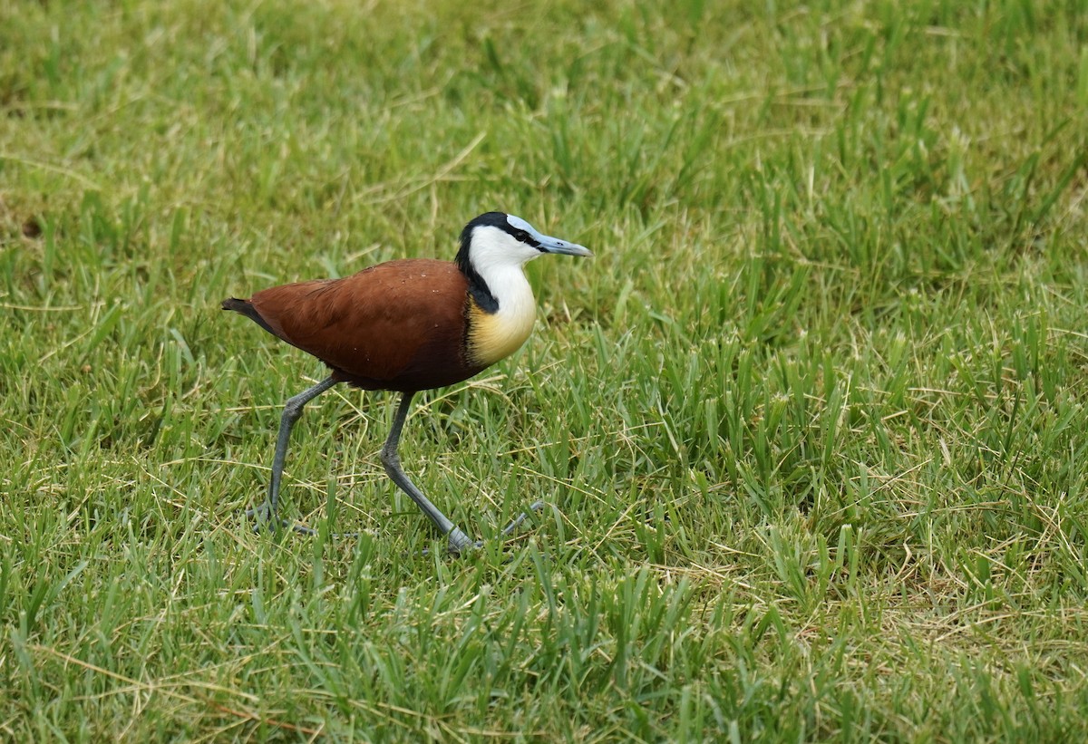 African Jacana - ML628859919