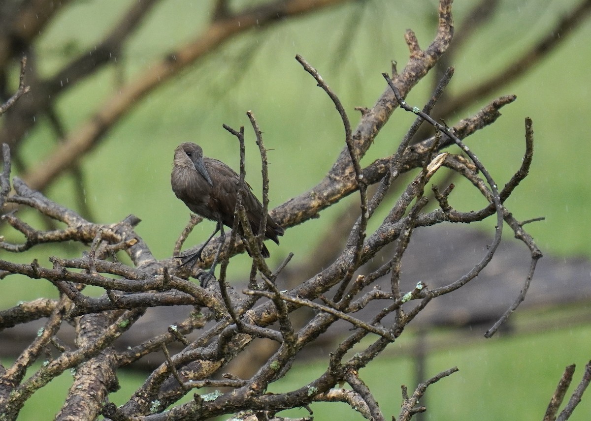 Hamerkop - ML628859927