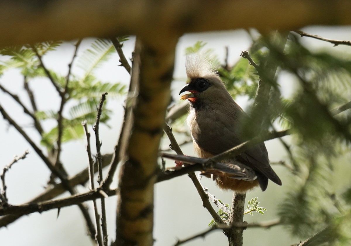 Speckled Mousebird - ML628859934