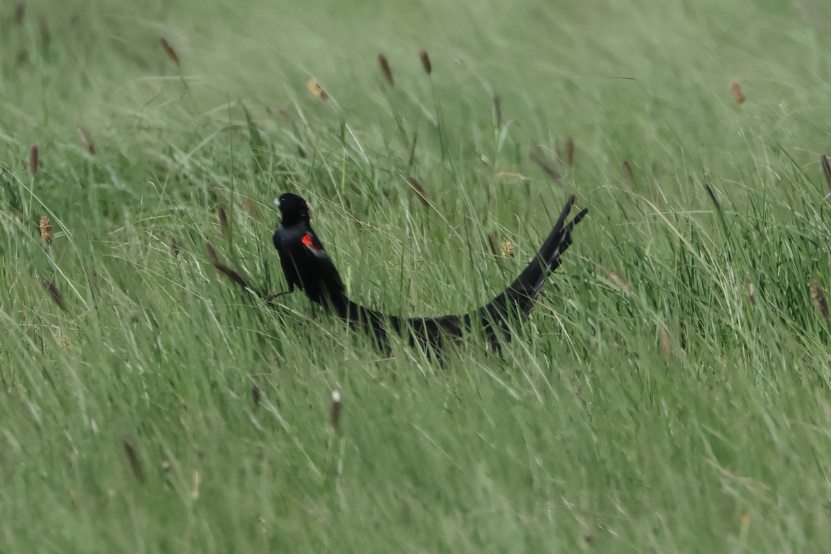 Long-tailed Widowbird - ML628859936