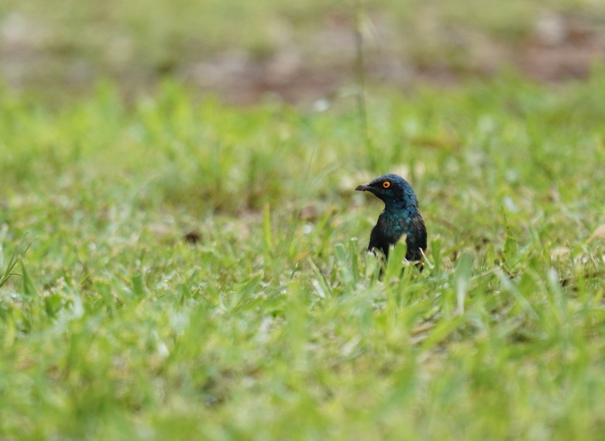 Greater Blue-eared Starling - ML628859958