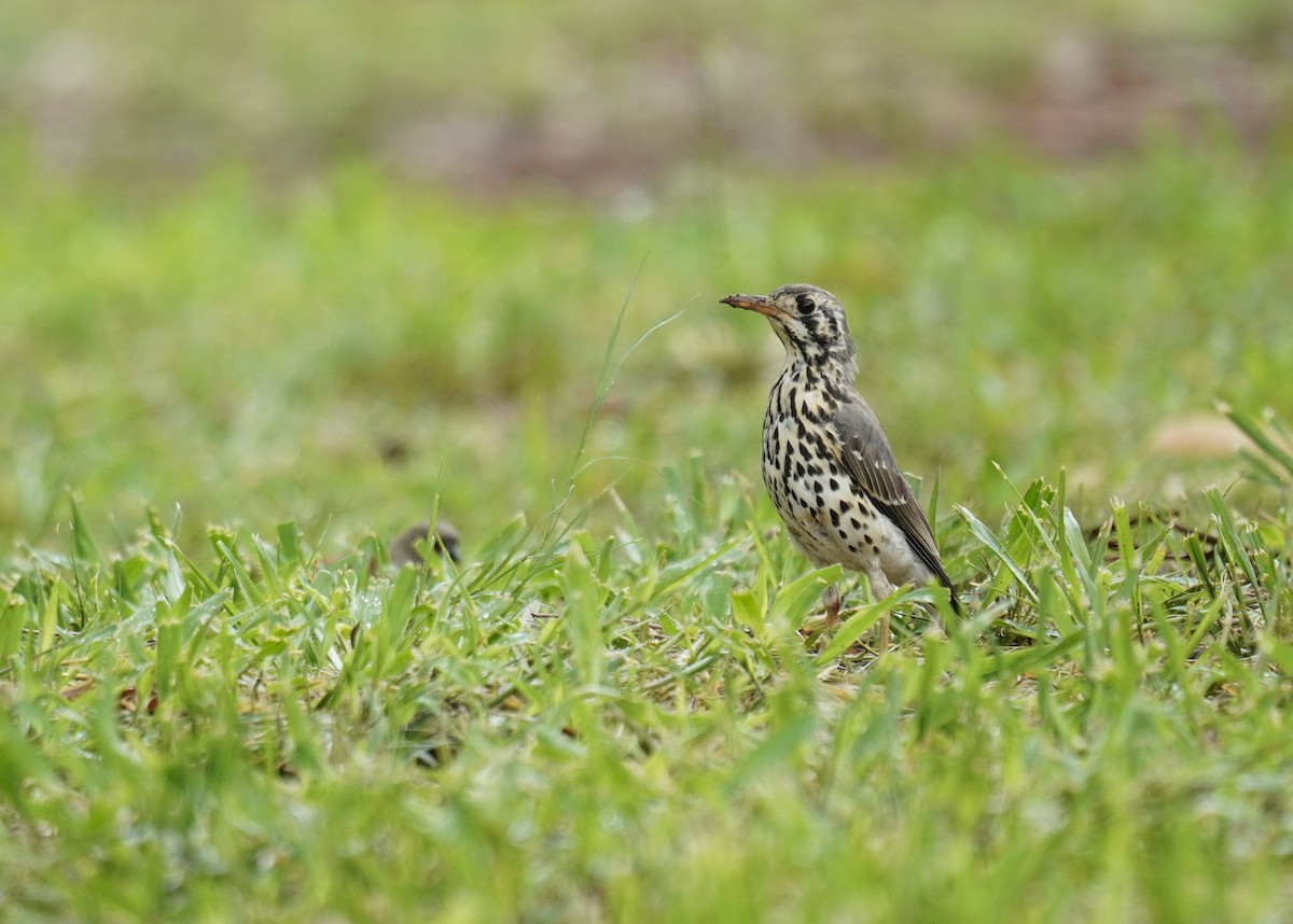 Groundscraper Thrush - ML628859986