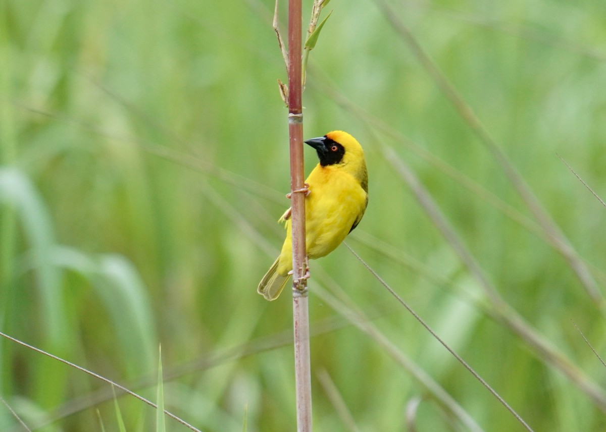 Southern Masked-Weaver - ML628860000