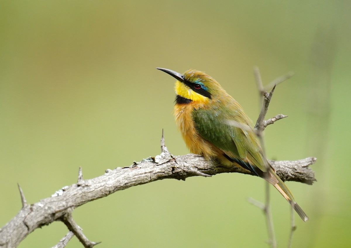 Little Bee-eater - ML628860040