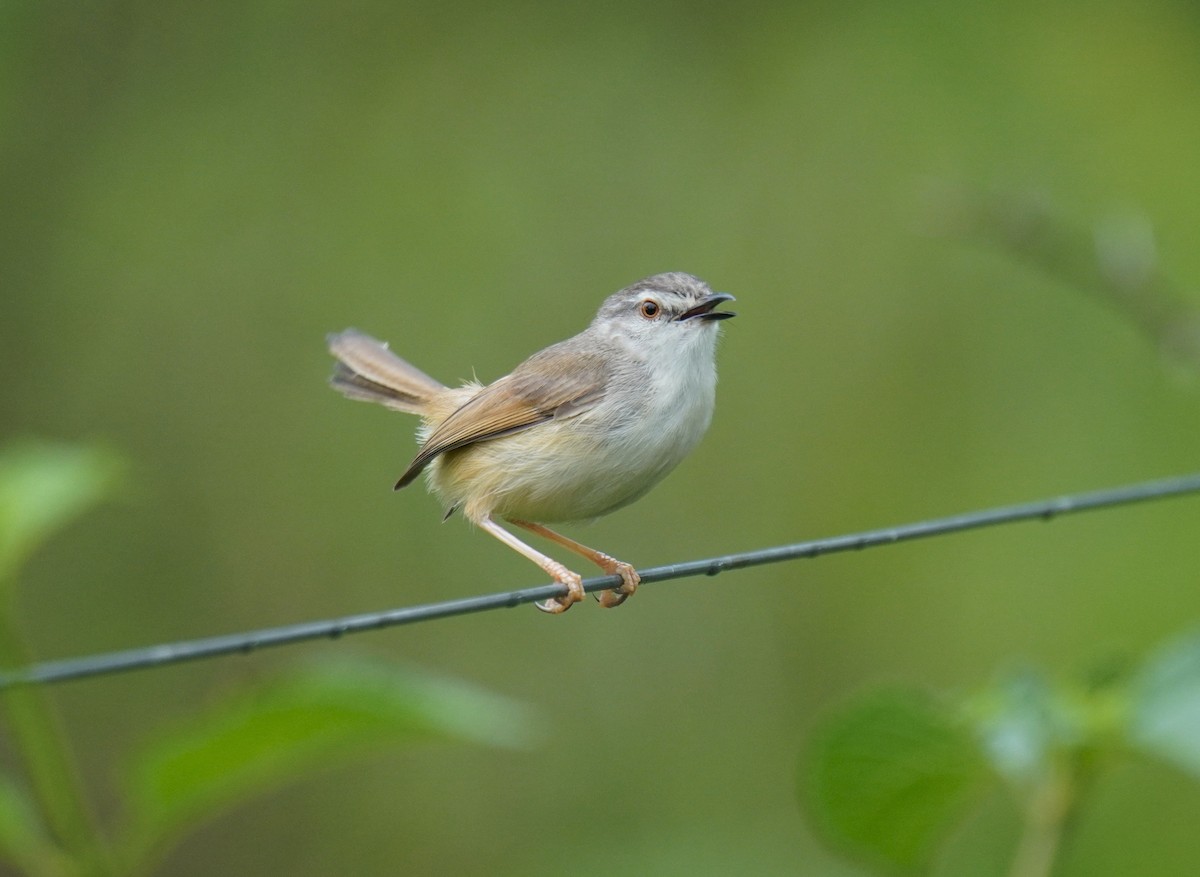 Tawny-flanked Prinia - ML628860051