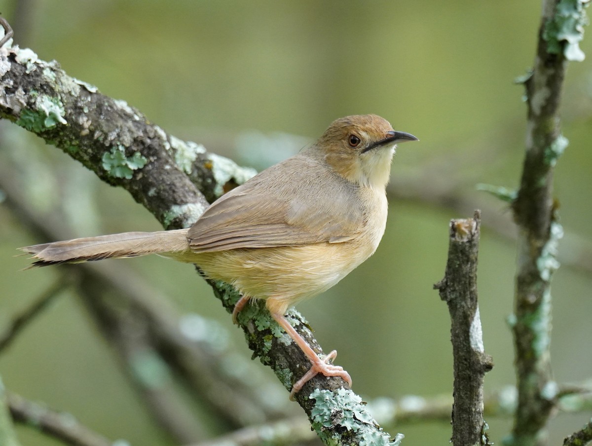 Red-faced Cisticola - ML628860056