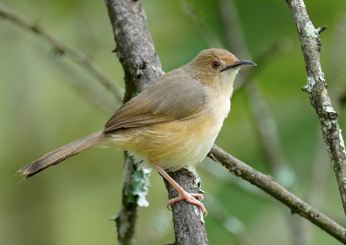 Red-faced Cisticola - ML628860057