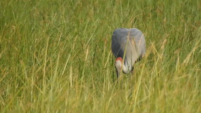 Sarus Crane - ML628860133