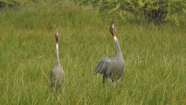 Sarus Crane - ML628860144