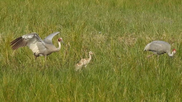 Sarus Crane - ML628860149