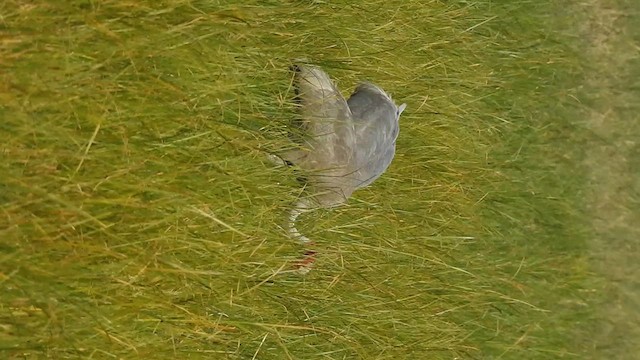 Sarus Crane - ML628860160
