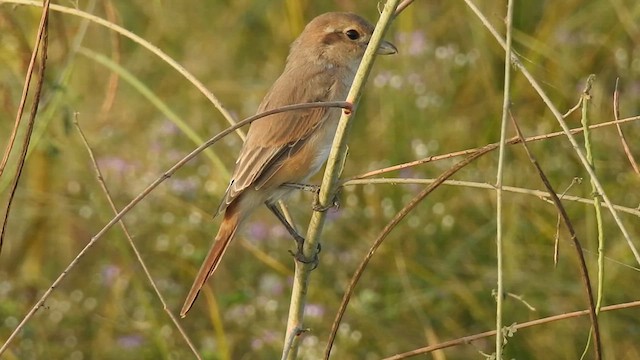 חנקן ערבות - ML628860263