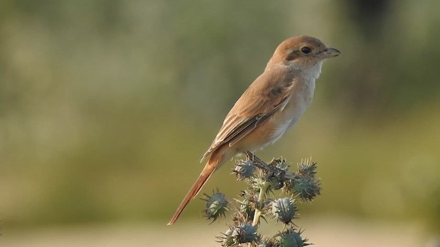 חנקן ערבות - ML628860264