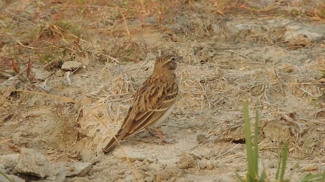 Hume's Lark - ML628860371