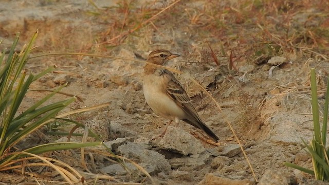 Hume's Lark - ML628860405