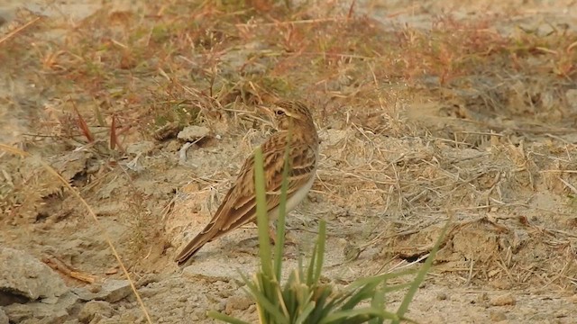 Hume's Lark - ML628860406