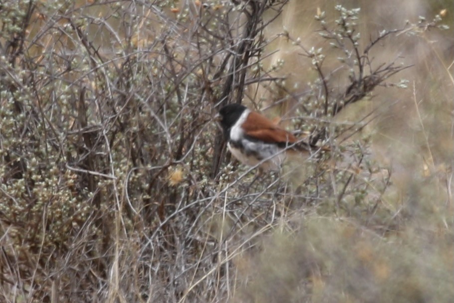 Black-headed Canary - ML628860459