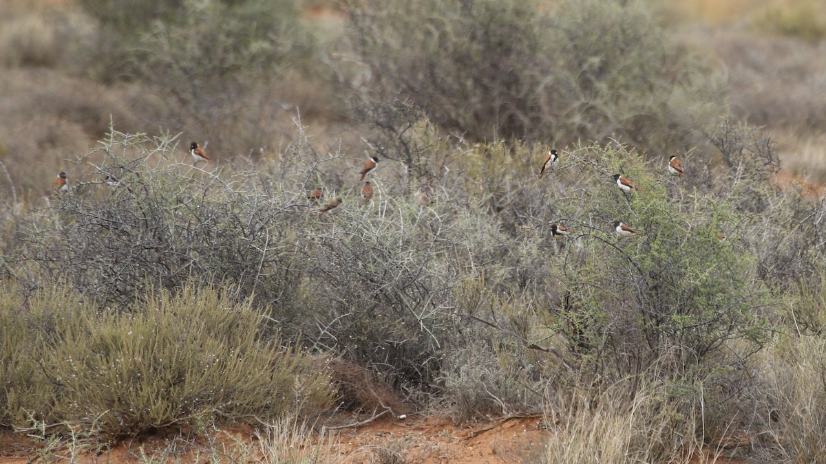 Black-headed Canary - ML628860460