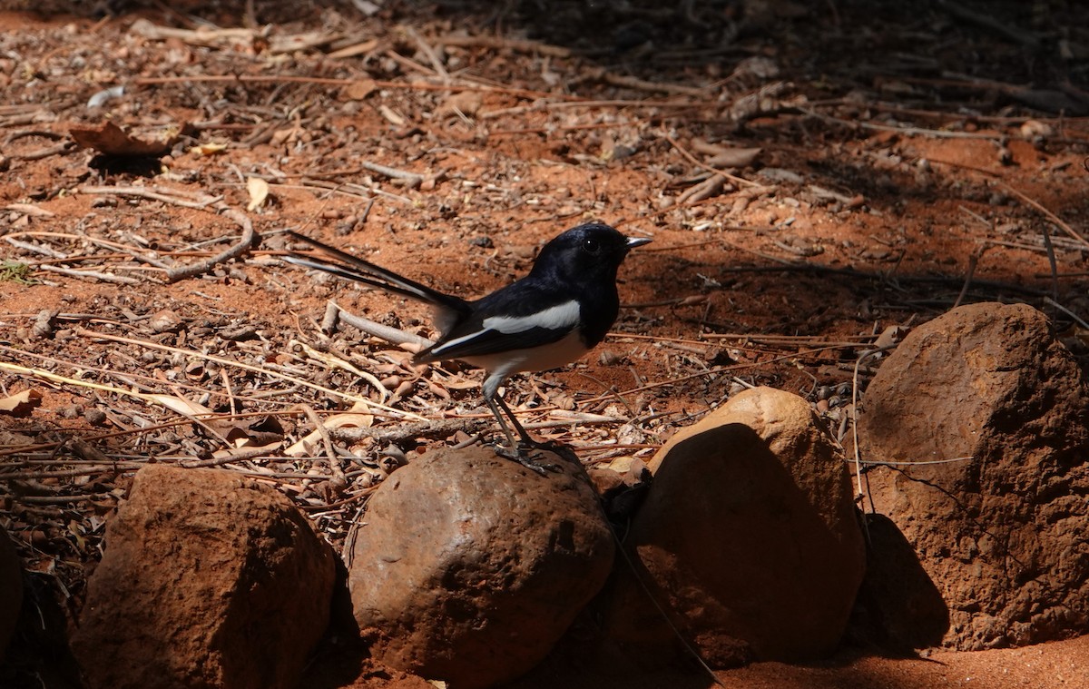 Madagascar Magpie-Robin - ML628860581