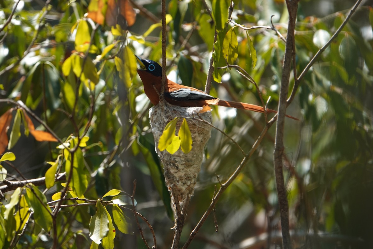 Malagasy Paradise-Flycatcher - ML628860593