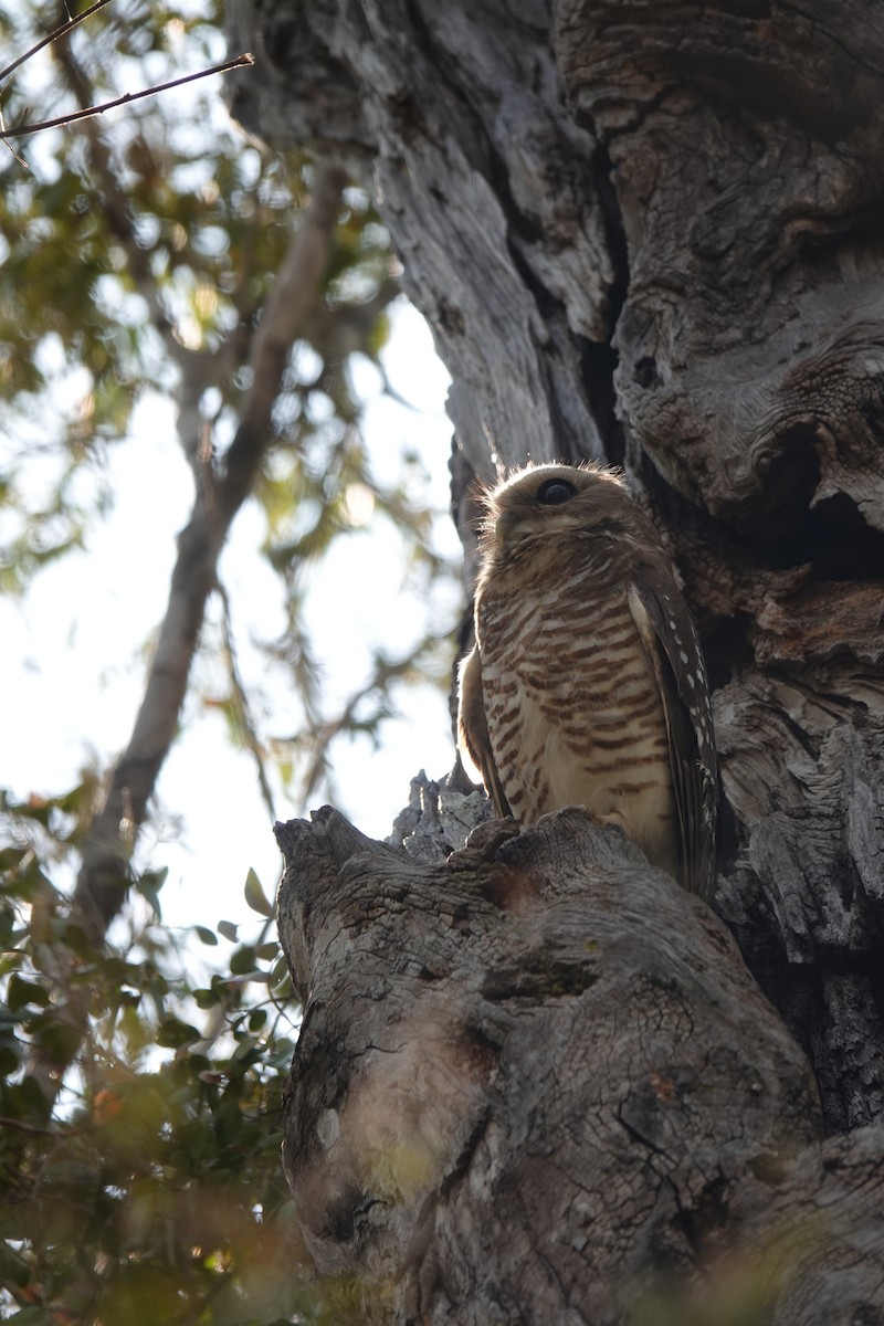 White-browed Owl - ML628860651
