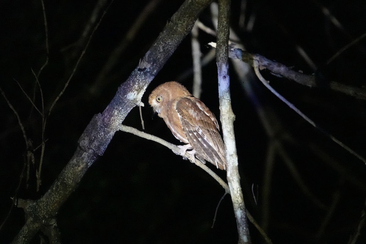 Madagascar Scops-Owl - ML628860660