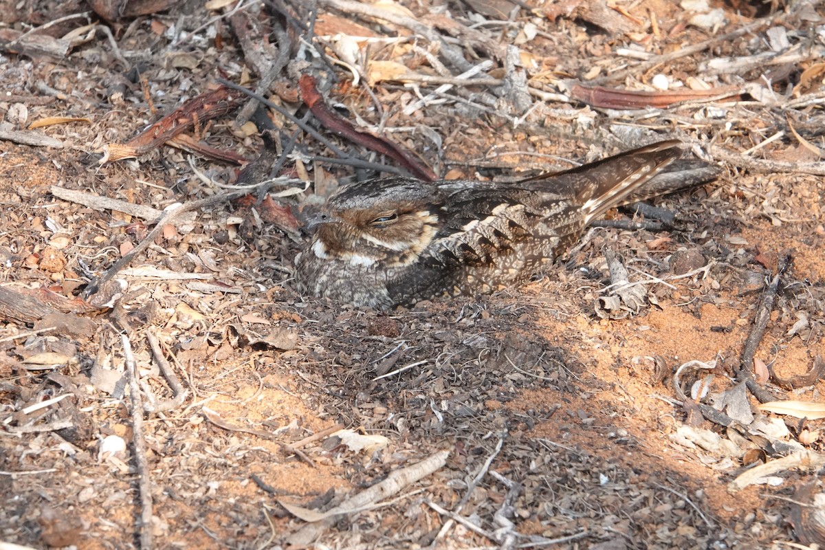 Madagascar Nightjar - ML628860675