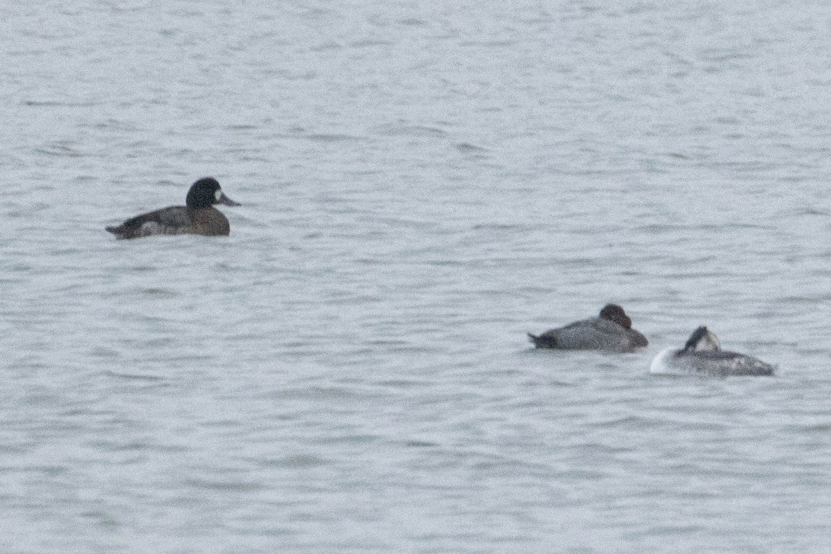 Greater Scaup - ML628860723