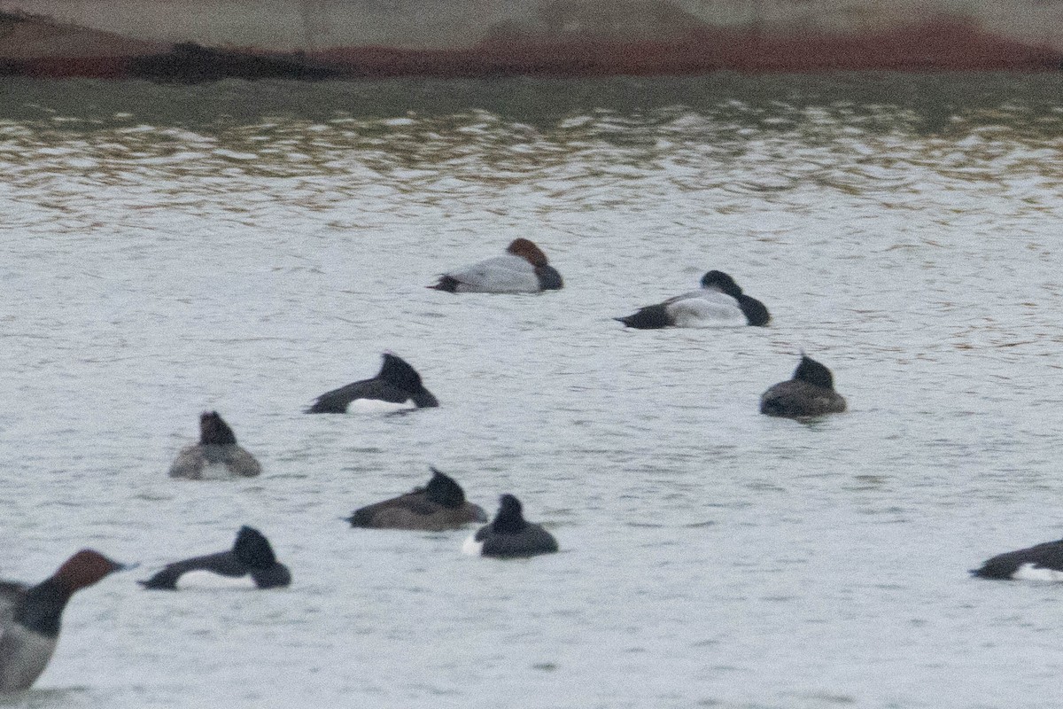 Greater Scaup - ML628860724