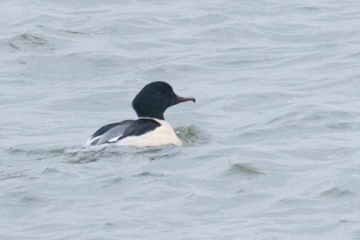 Common Merganser - ML628860733