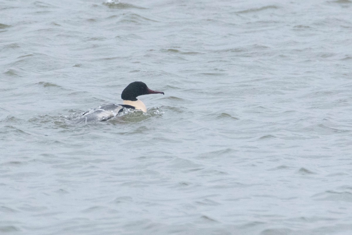 Common Merganser - ML628860735