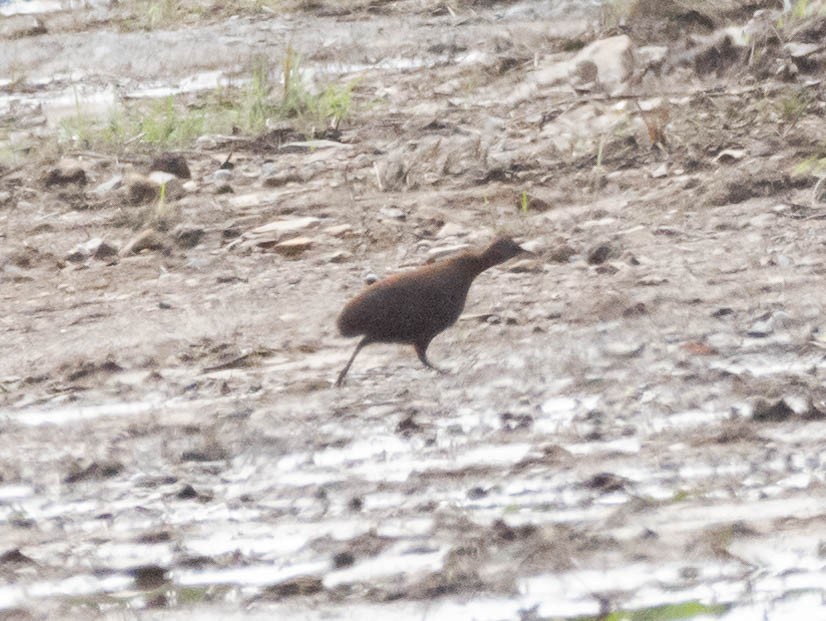 Tepui Tinamou - ML628860799