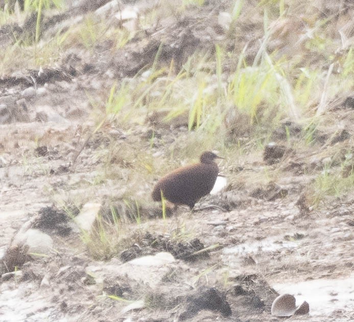 Tepui Tinamou - ML628860807