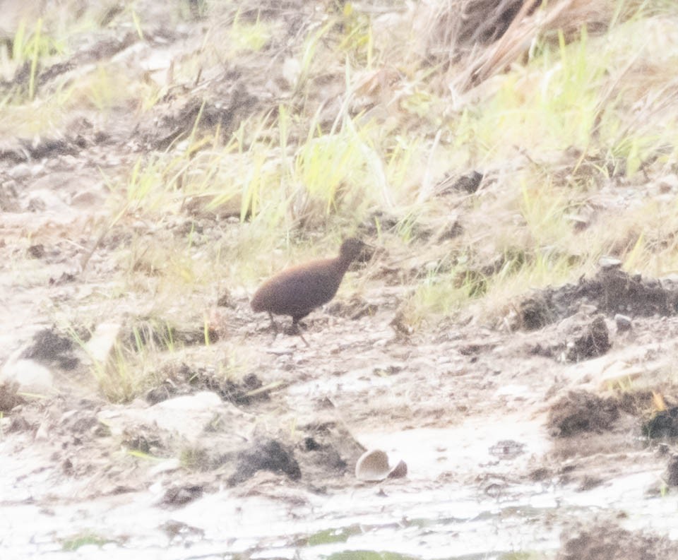 Tepui Tinamou - ML628860812