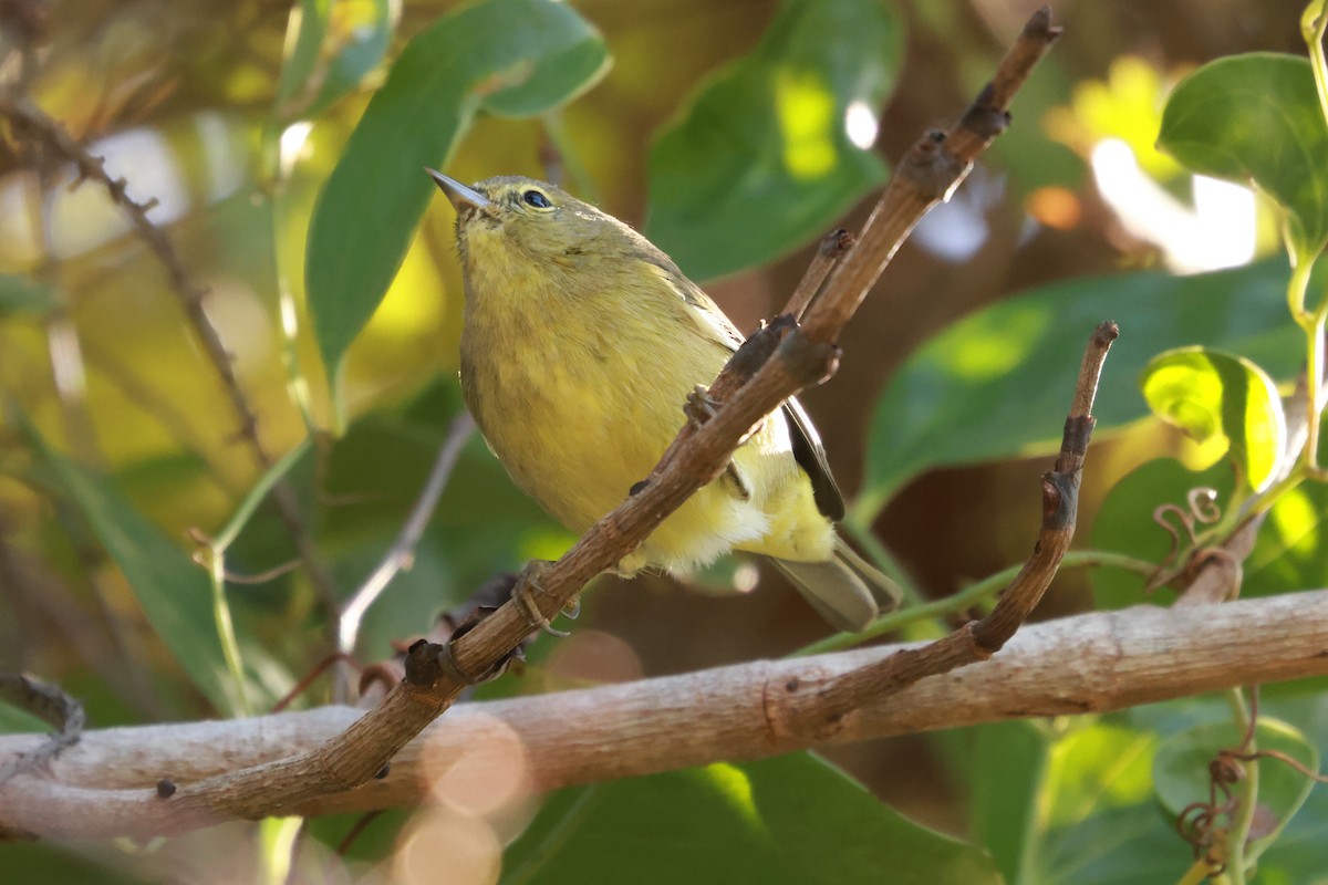 Orange-crowned Warbler - ML628860822