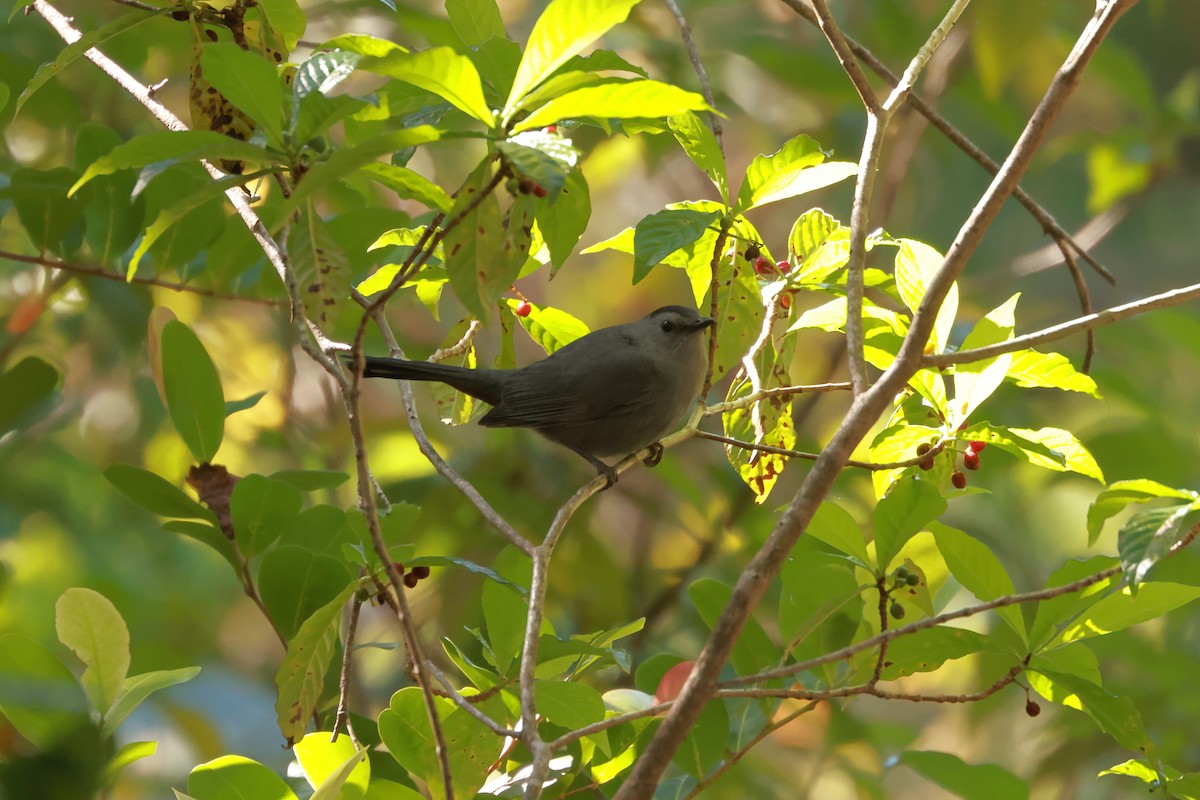 Gray Catbird - ML628860898