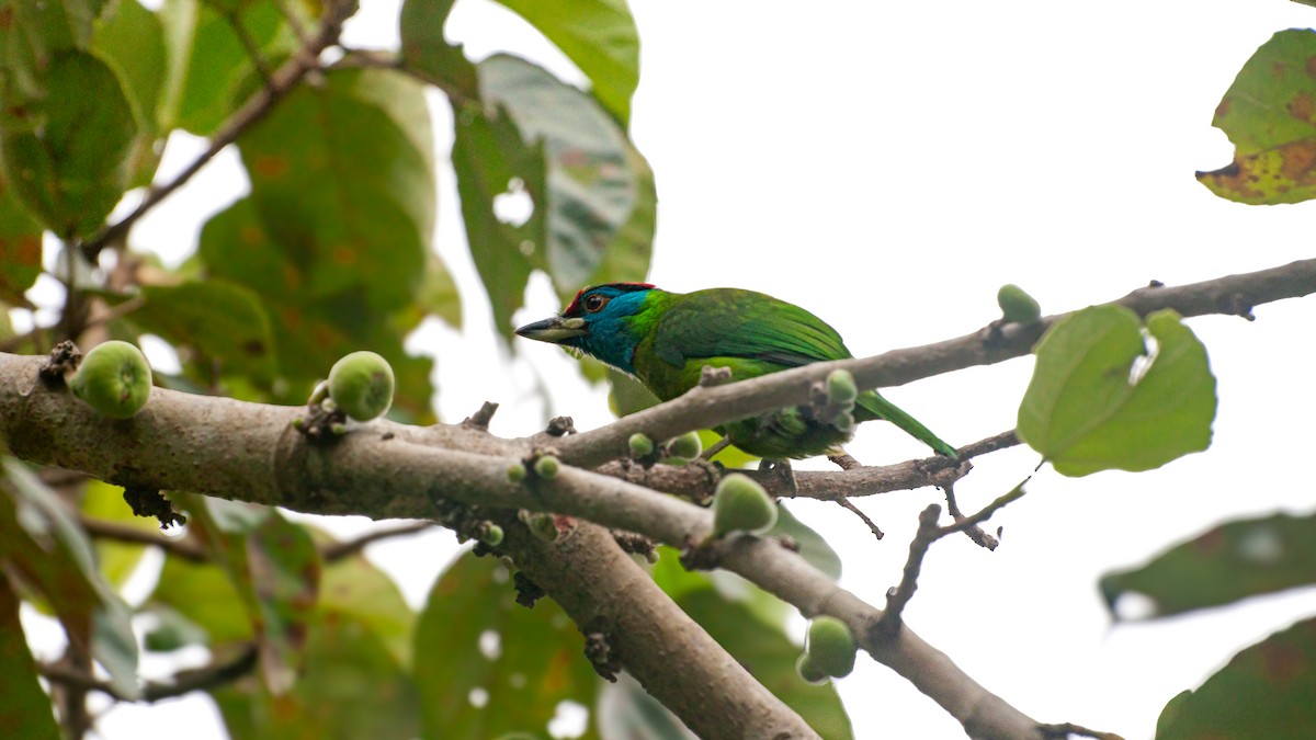 Blue-throated Barbet - ML628860969