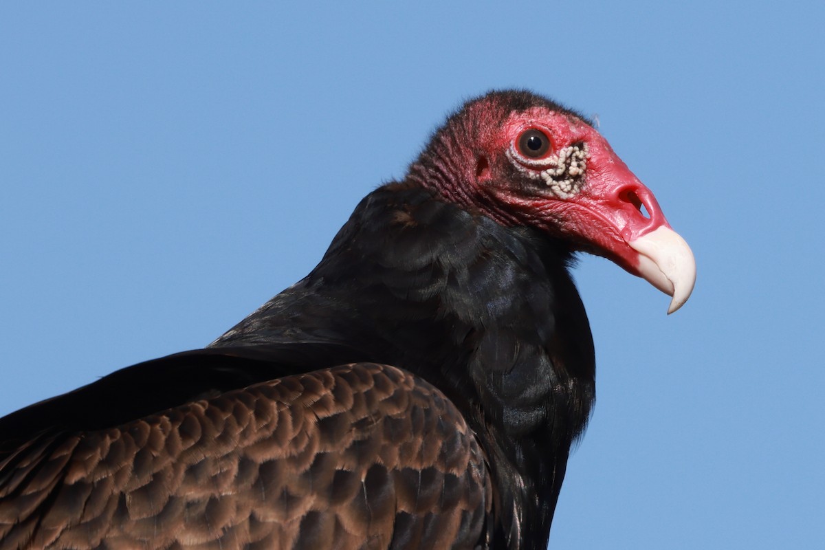 Turkey Vulture - ML628861011