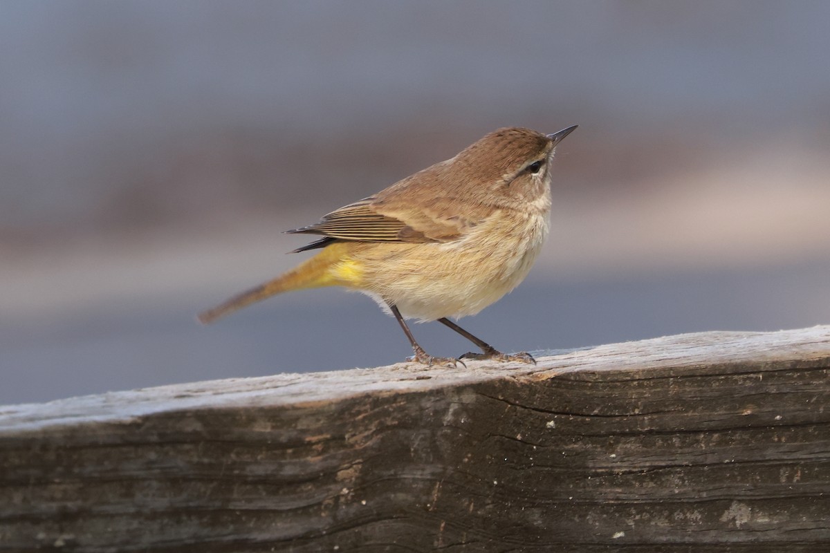 Palm Warbler - ML628861130