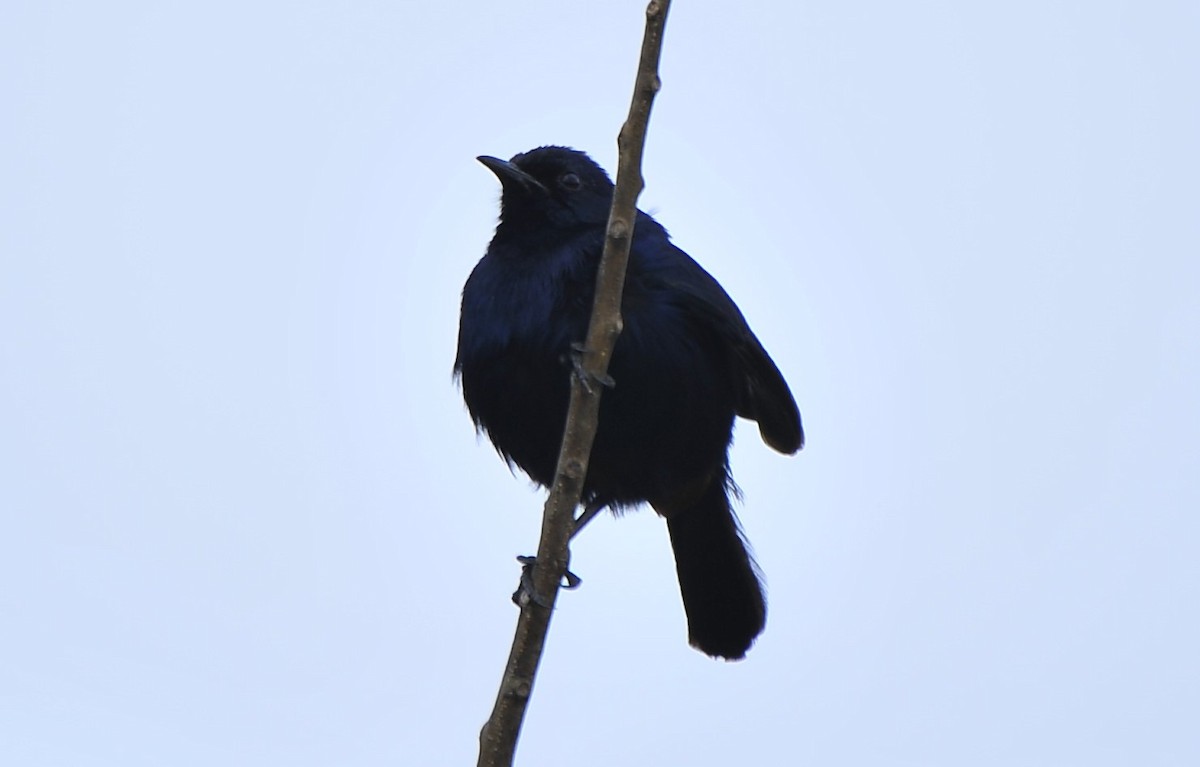 Indian Robin - ML628861490