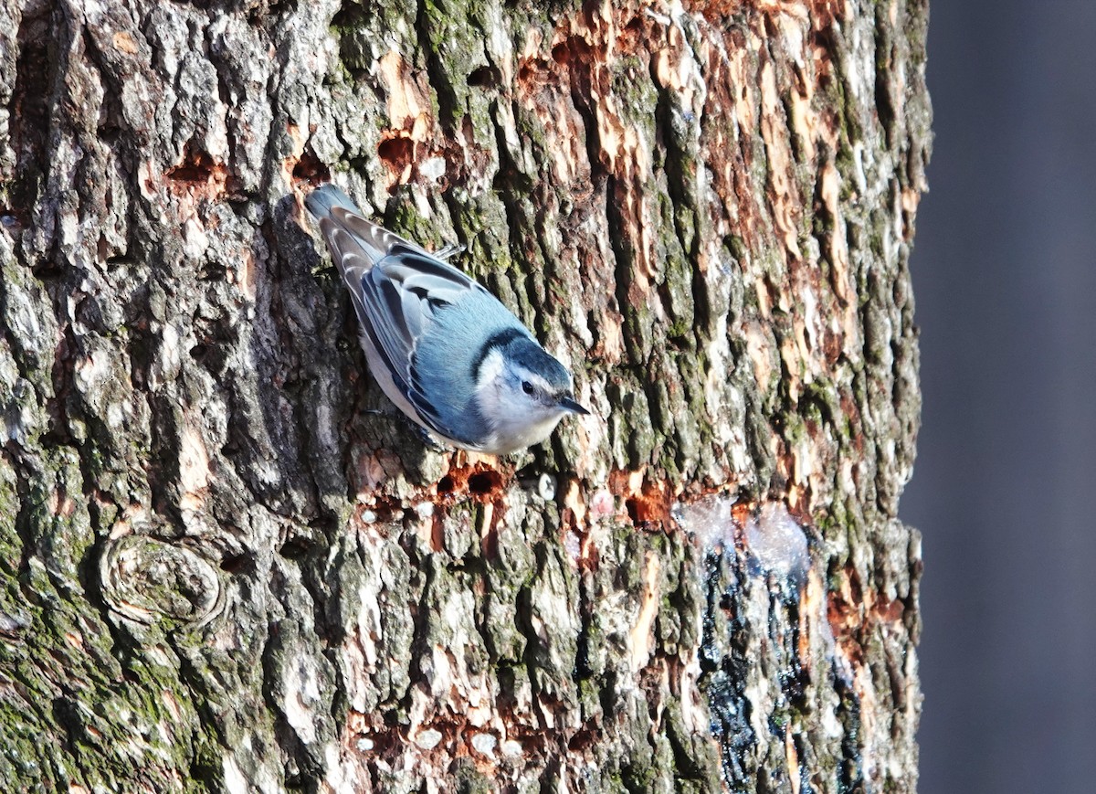 White-breasted Nuthatch - ML628861492