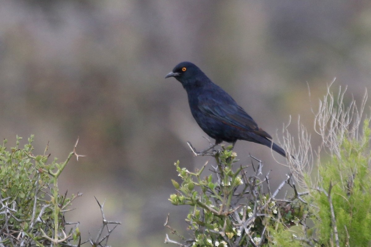 Pale-winged Starling - ML628861670