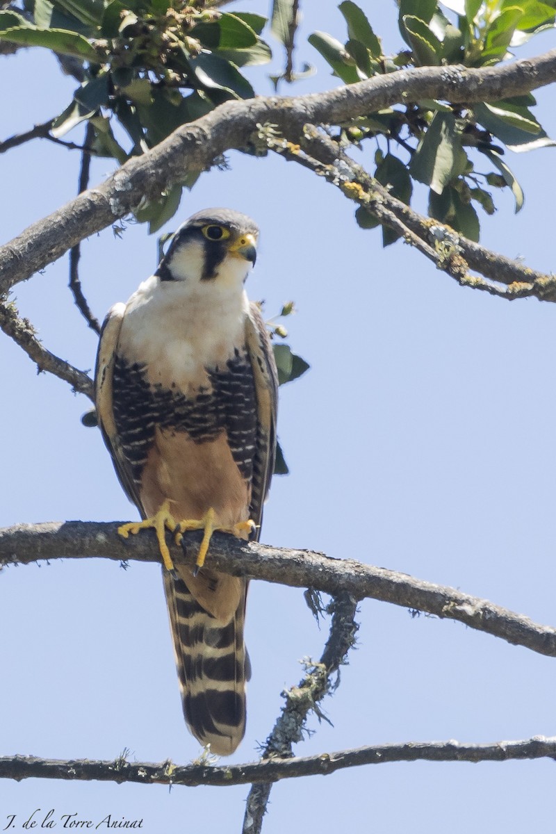 Aplomado Falcon - ML628861717
