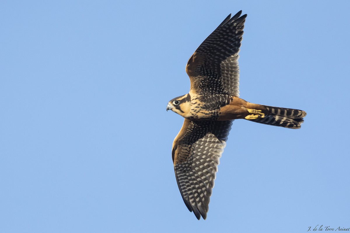 Aplomado Falcon - ML628861739