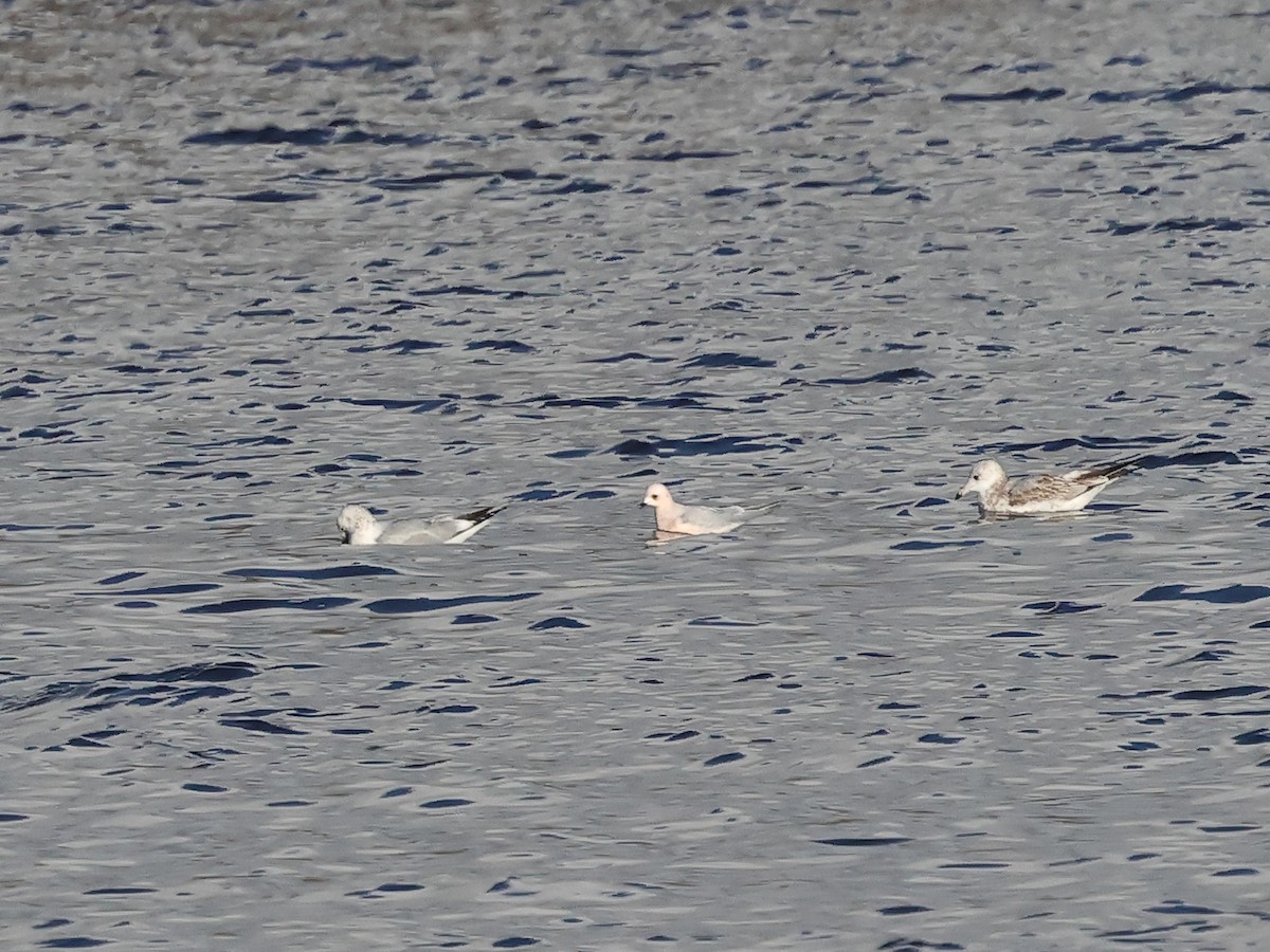 Ross's Gull - ML628861854
